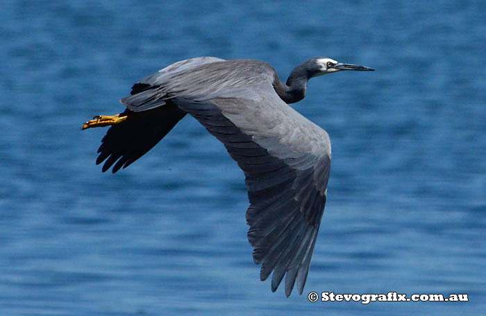 White-faced Heron flying