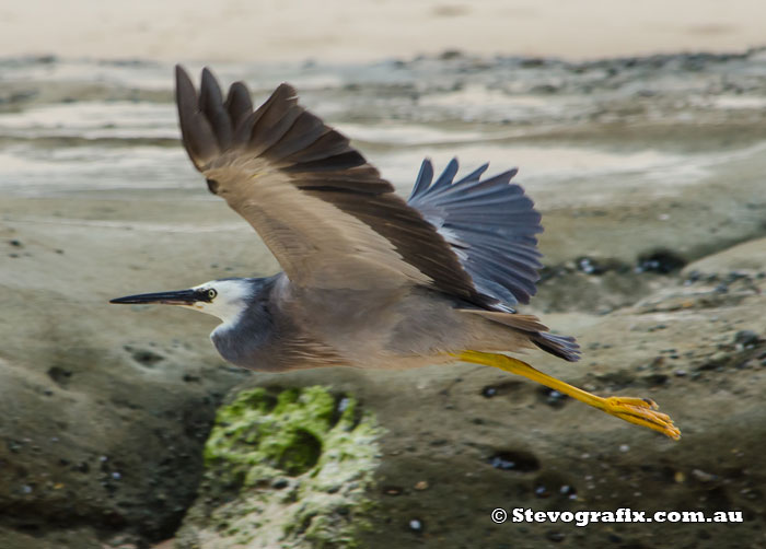 White-faced Heron