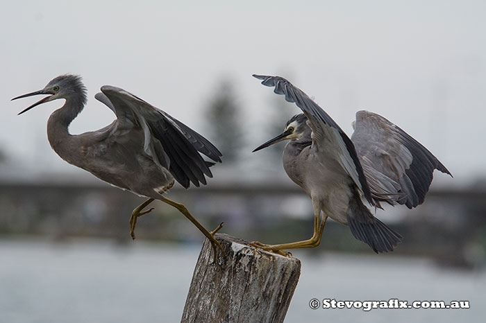 White-faced Heron adult lands in servere cross wind putting the juvenile into the air