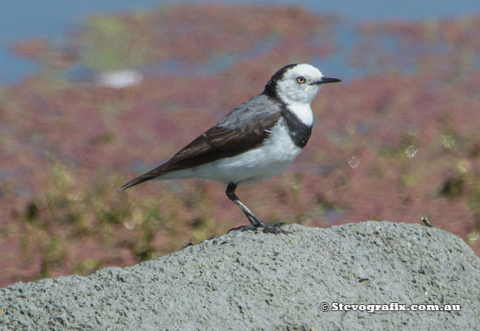 White-fronted Chat