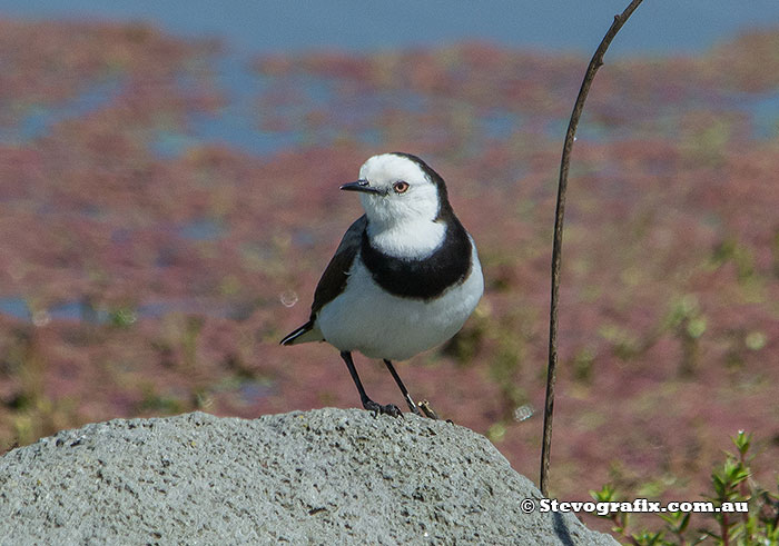 White-fronted Chat