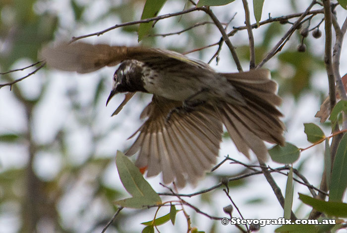 White-fronted Honeyeater