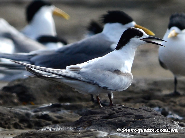 White-fronted Tern