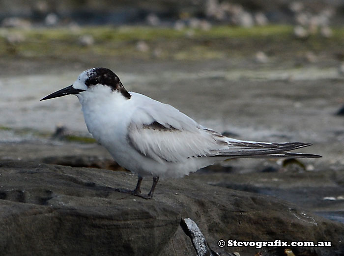 White-fronted Tern