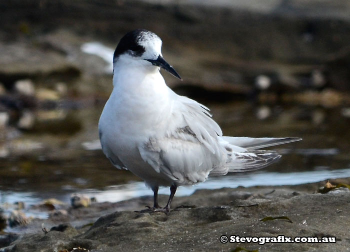 White-fronted Tern