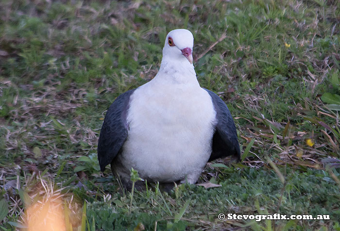 White-headed Pigeon