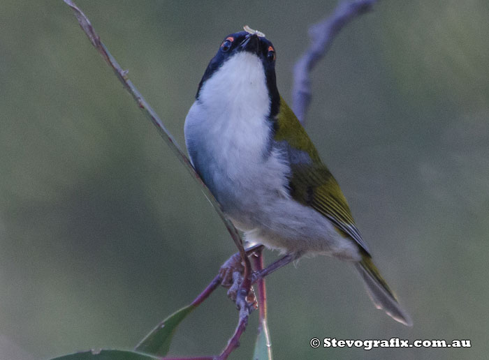 White-naped Honeyeater