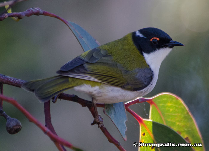 White-naped Honeyeater