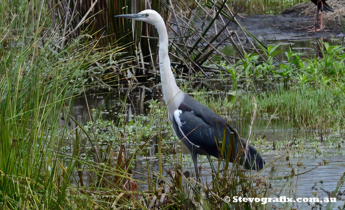 White-necked Heron