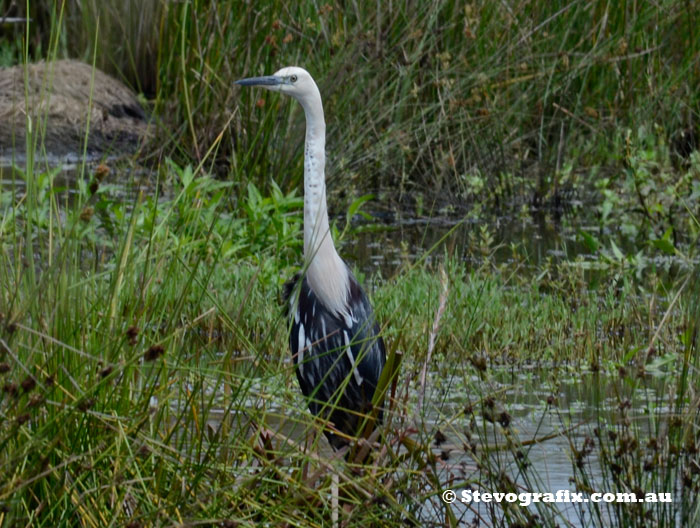 White-necked Heron