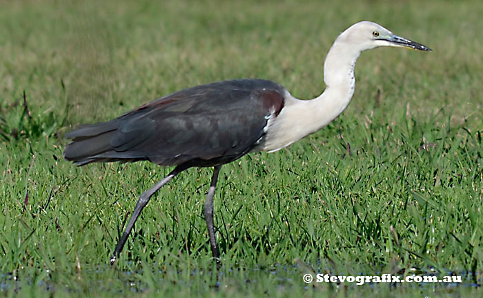 White-necked-heron