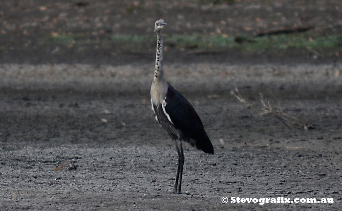 White-necked heron non-breeding colours Nhill Lakebed, Vic May 2013