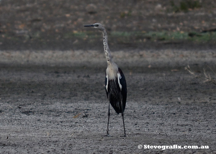 White-necked heron non-breeding colours