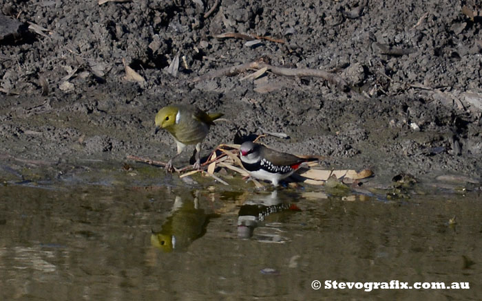 Diamond Firetail shares a drinking hole with a White-plumed Honeyeater