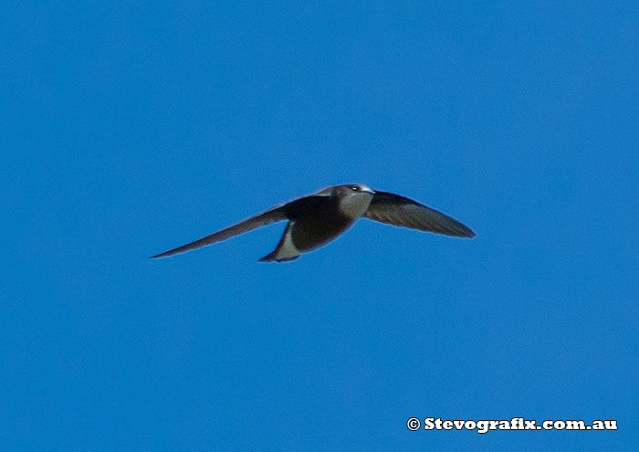 White-throated Needletail