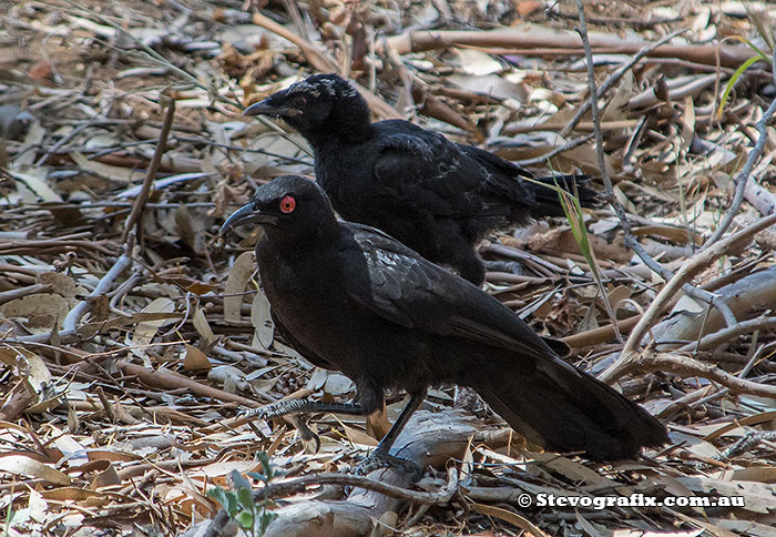 White-winged Chough