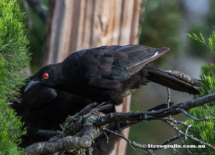 White-winged Chough