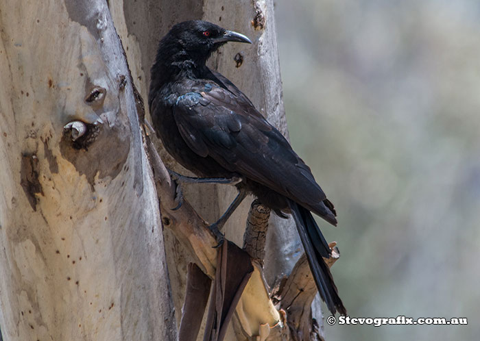 White-winged Chough