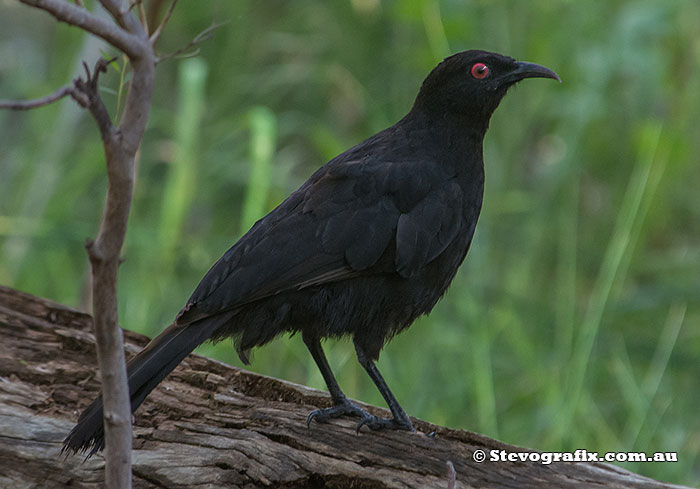 White-winged Chough