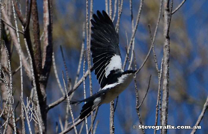 White-winged Triller flying