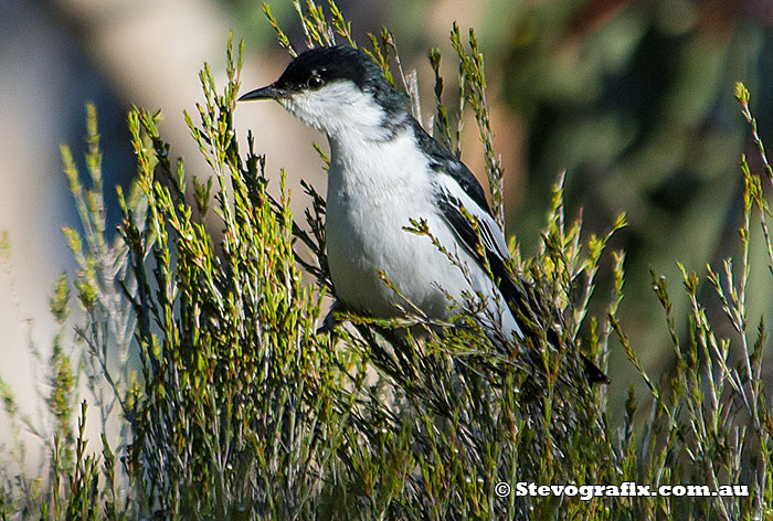 White-winged Triller