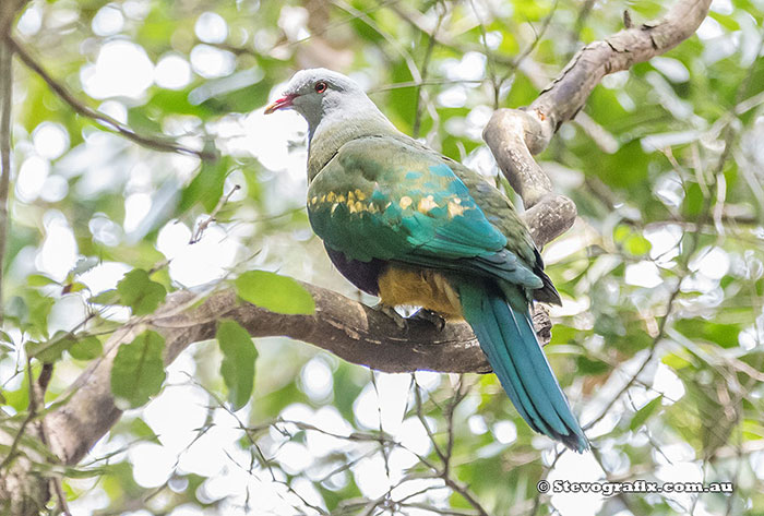 Wompoo Fruit-Dove