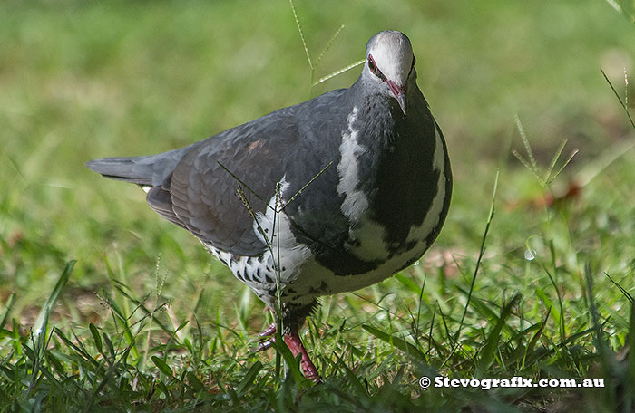 Wonga Pigeon