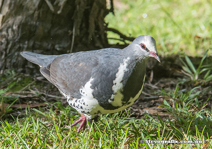 Wonga Pigeon