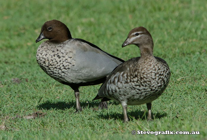 A pair of Wood Ducks