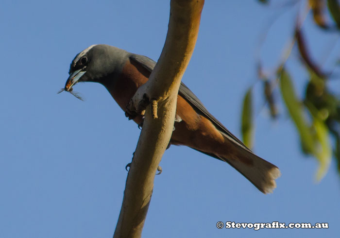 White-browed Woodswallow