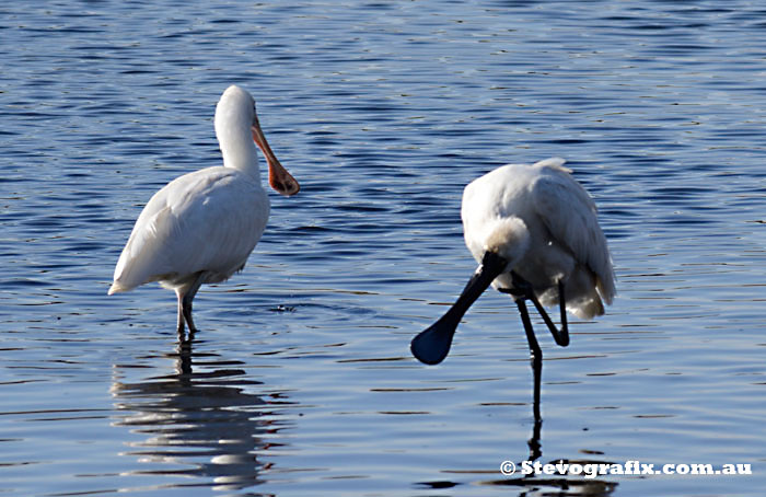 Yellow-billed & Royal Spoonbills