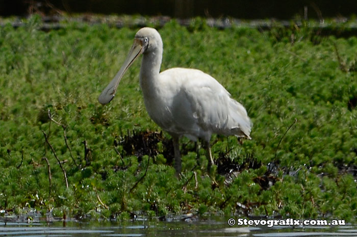 Yellow Billed Spoonbill