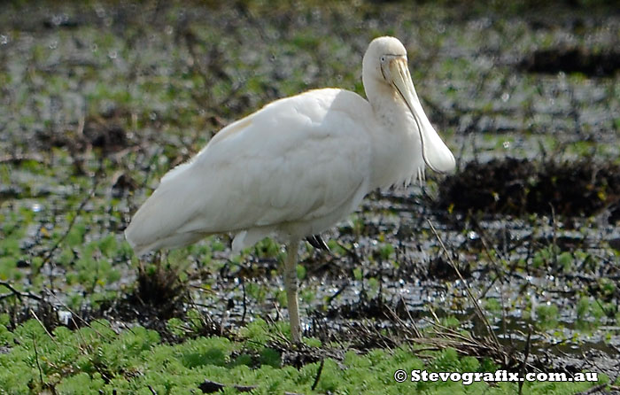 Yellow-billed Spoonbill