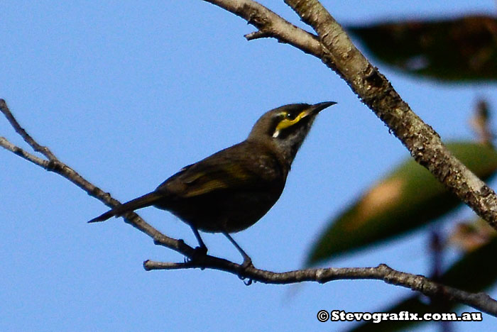 Yellow-faced Honeyeater