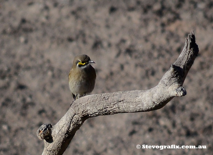 Yellow-faced Honeteater coming down for a late afternoon drink at Little Desert National Park, Vic