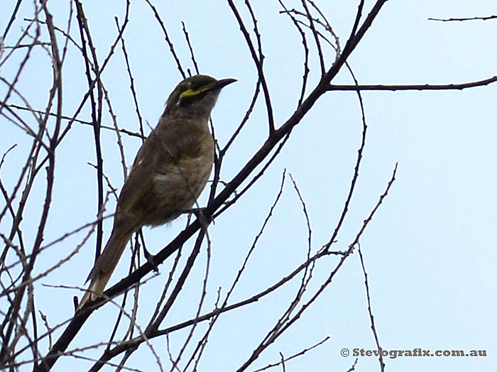 Yellow-faced Honeyeater