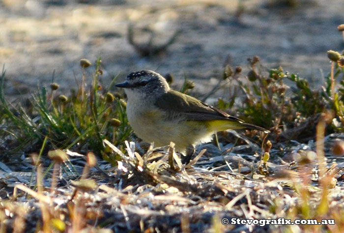 Yellow-rumped Thornbill