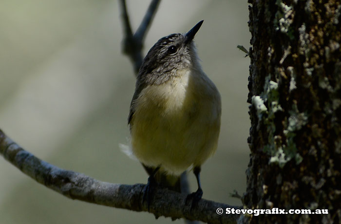 Yellow-rumped Thornbill