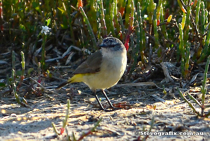 Yellow-rumped Thornbill