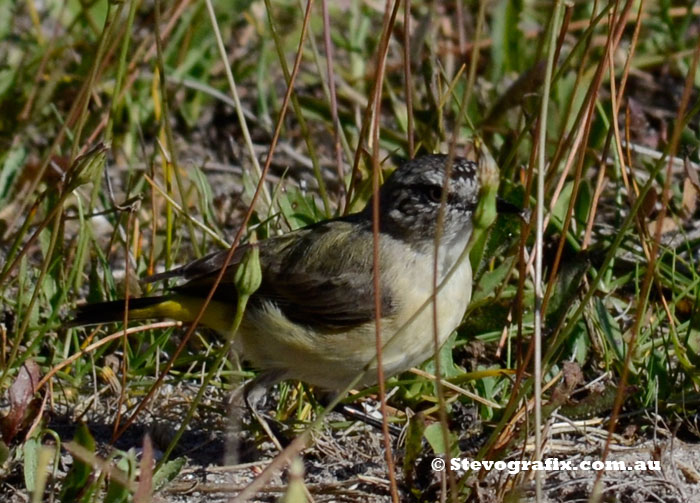 Yellow-rumped Thornbill Feeding