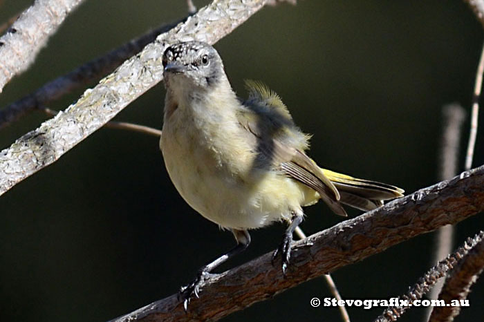 Yellow-rumped Thornbill