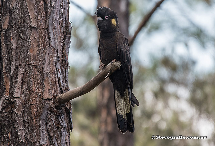 Yellow-tailed Black-Cockatoo