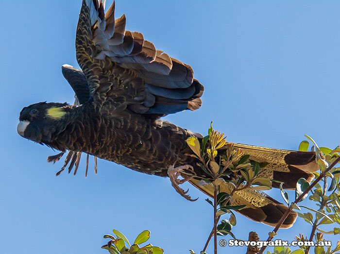 Yellow-tailed Black-Cockatoo