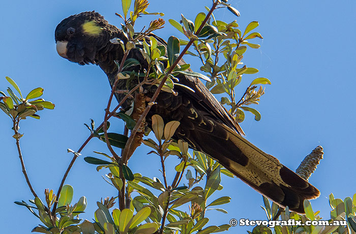 Yellow-tailed Black-Cockatoo