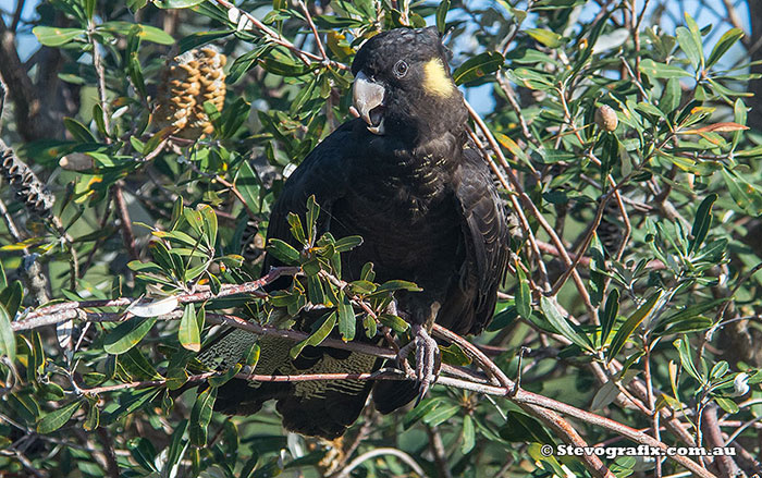 Yellow-tailed Black-Cockatoo