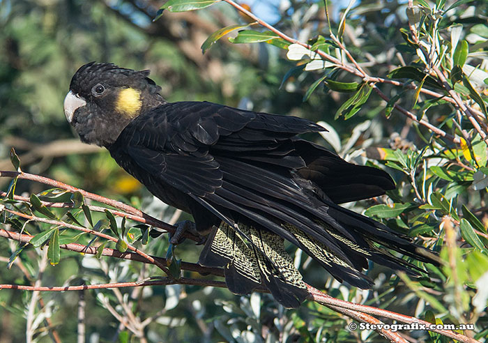 Yellow-tailed Black-Cockatoo