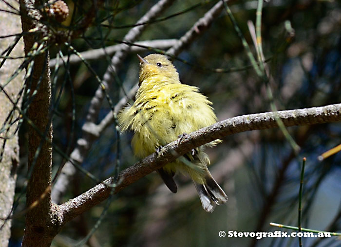 Yellow Thornbill in sun