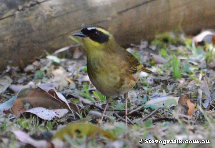 Yellow-throated Scrubwren