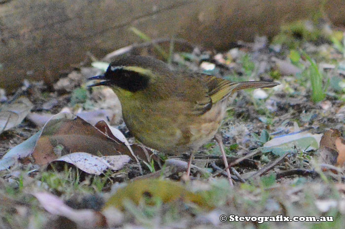 Yellow-throated Scrub-wren