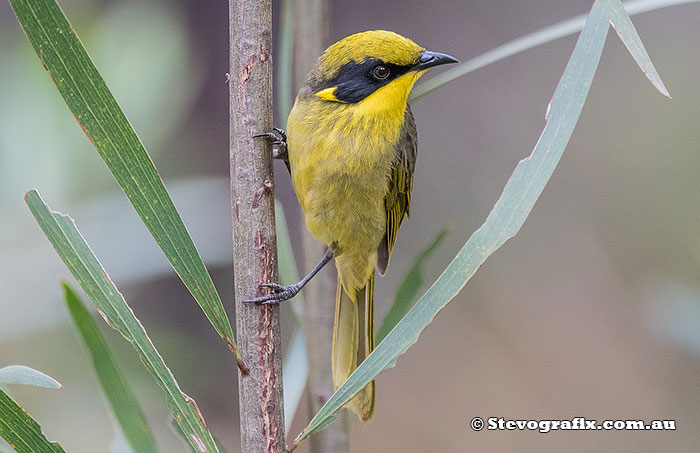 Yellow-tufted Honeyeater